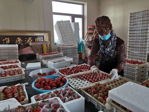 千金鄉草莓 春日的甜蜜饋贈，帶來新鮮水果零售新體驗